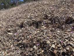 Plancia ëd Clarkia cylindrica subsp. cylindrica