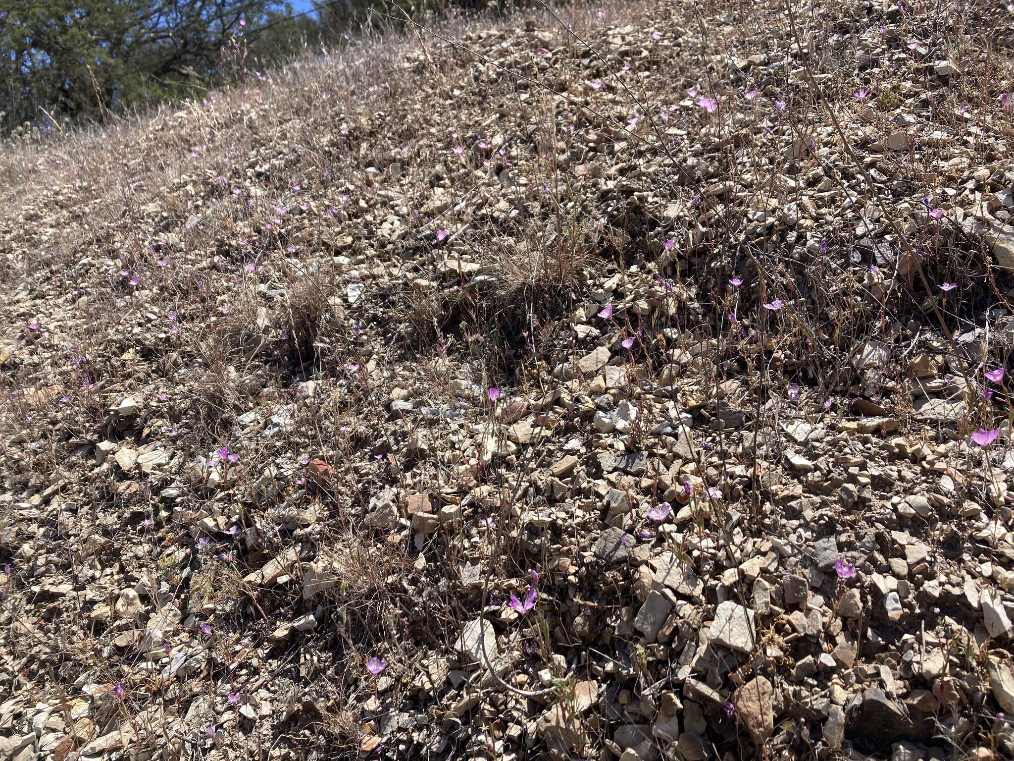 صورة Clarkia cylindrica subsp. cylindrica