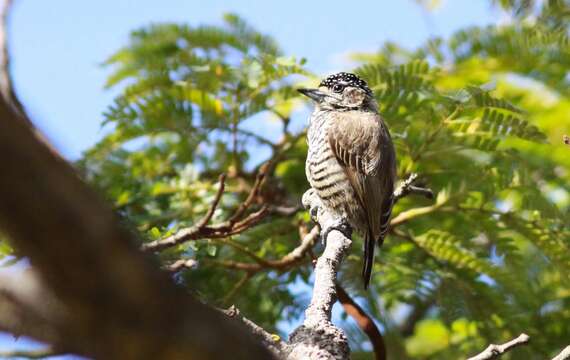 Image of White-barred Piculet