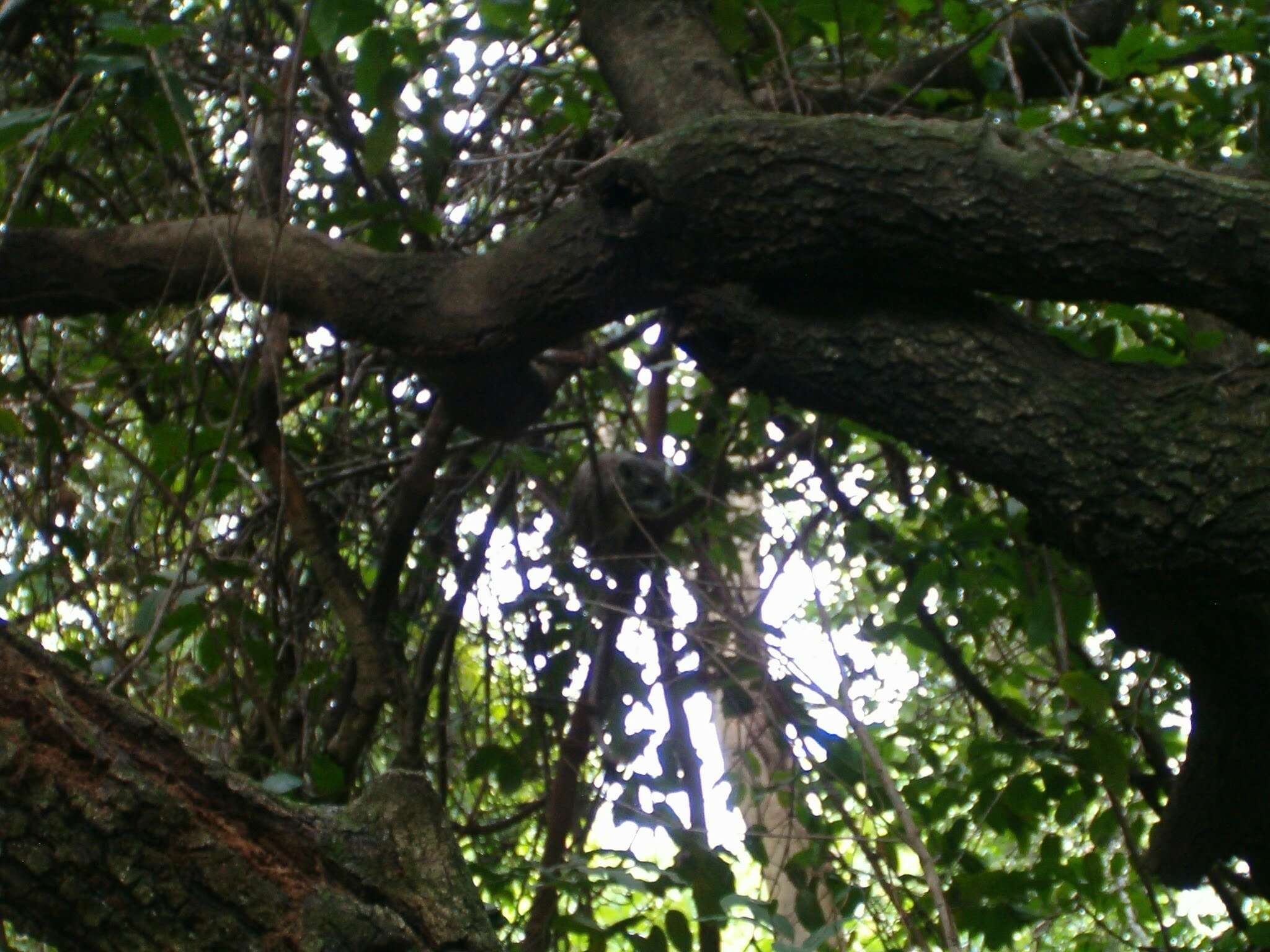 Image of Bush Hyrax