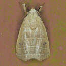 Image of Wavy Lined Mallow Moth