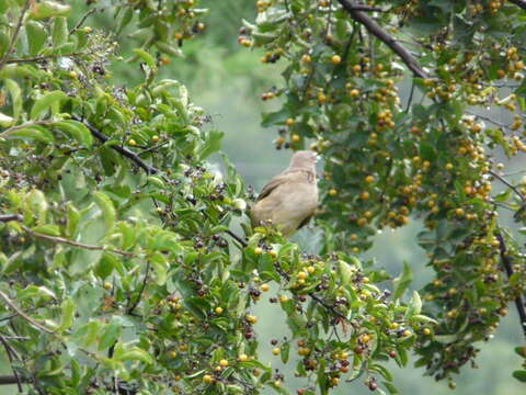 Imagem de Turdus grayi Bonaparte 1838