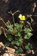 Imagem de Oxalis haedulipes Salter