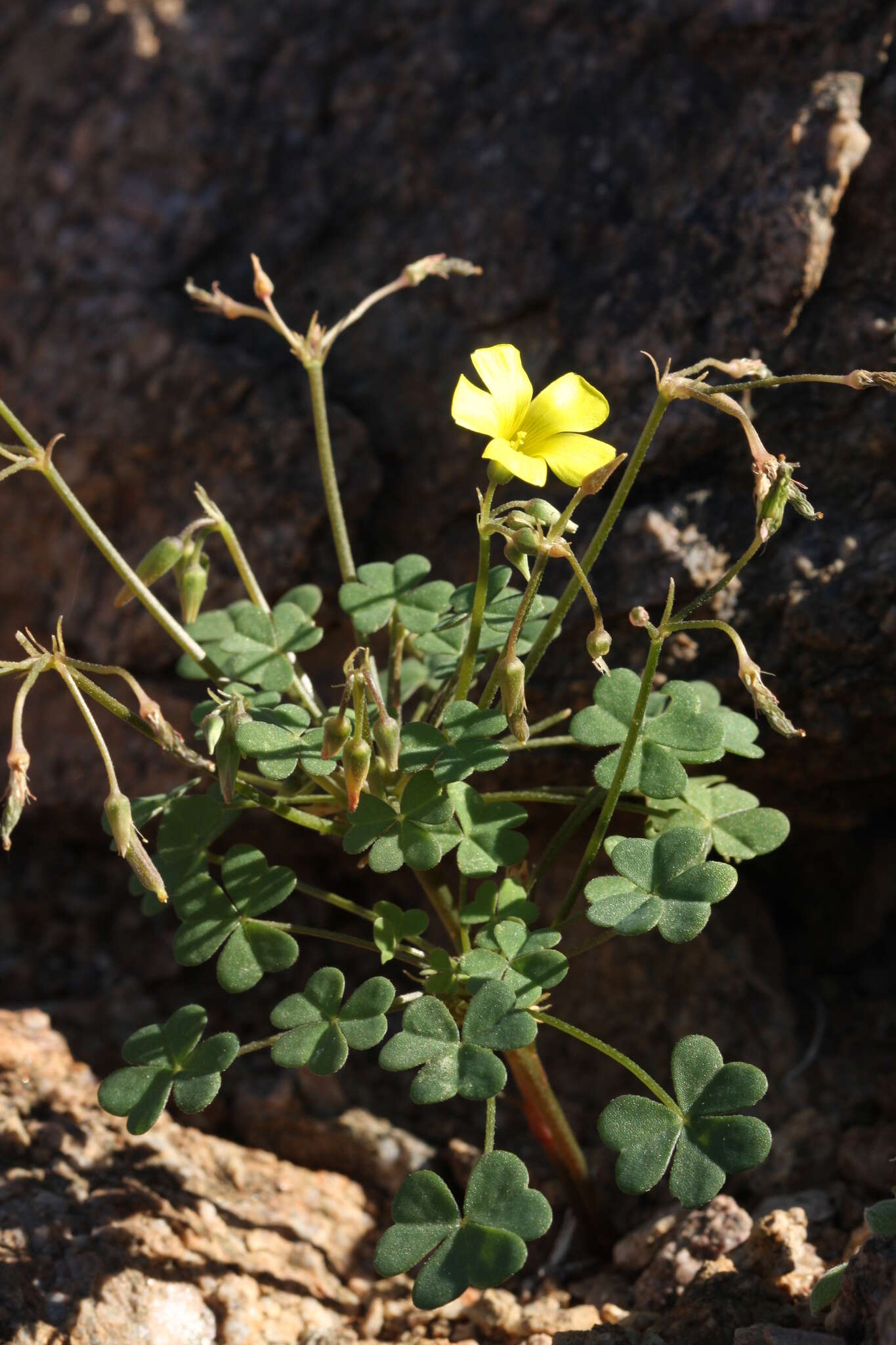 Imagem de Oxalis haedulipes Salter