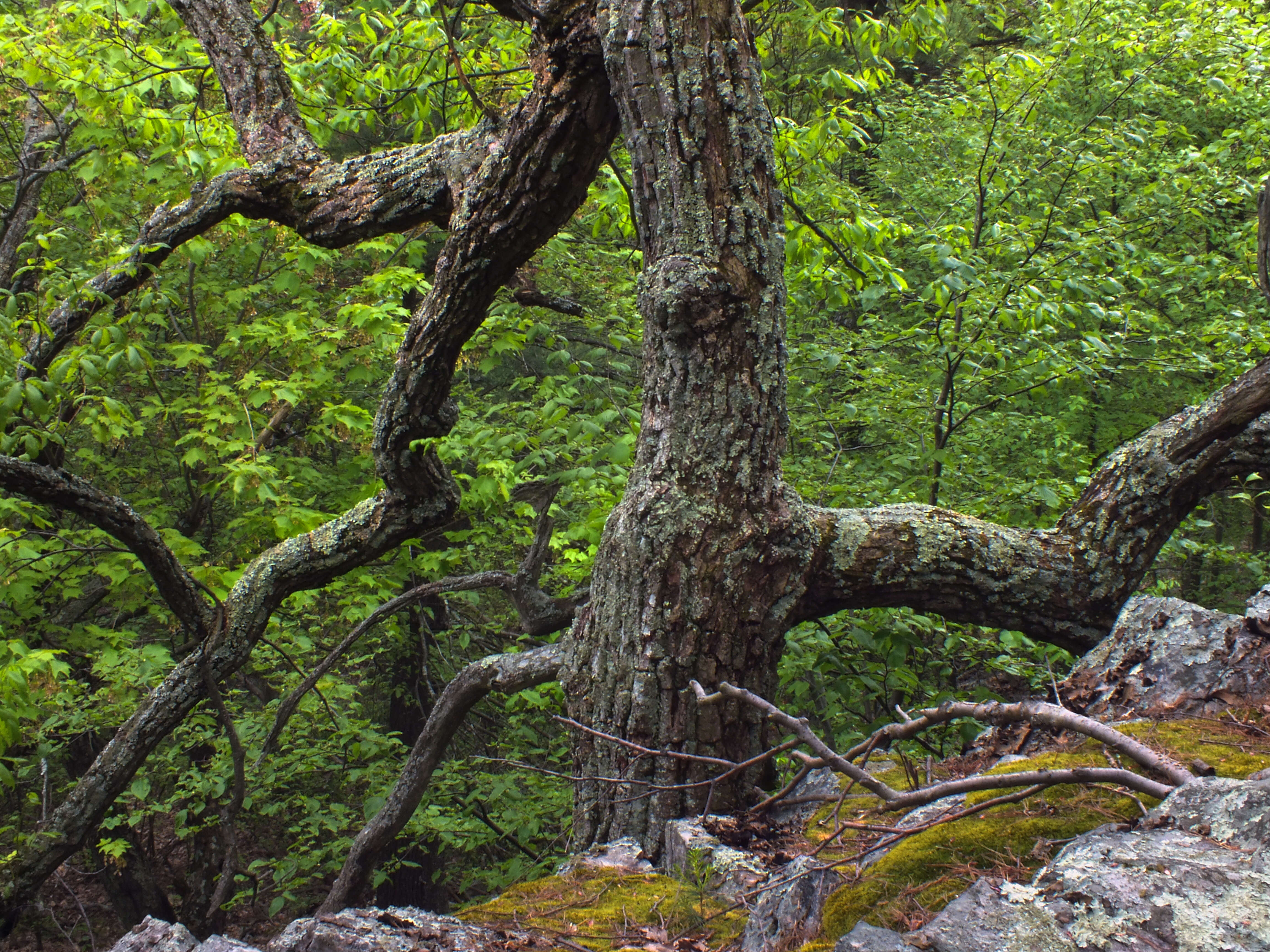 Слика од Quercus montana Willd.