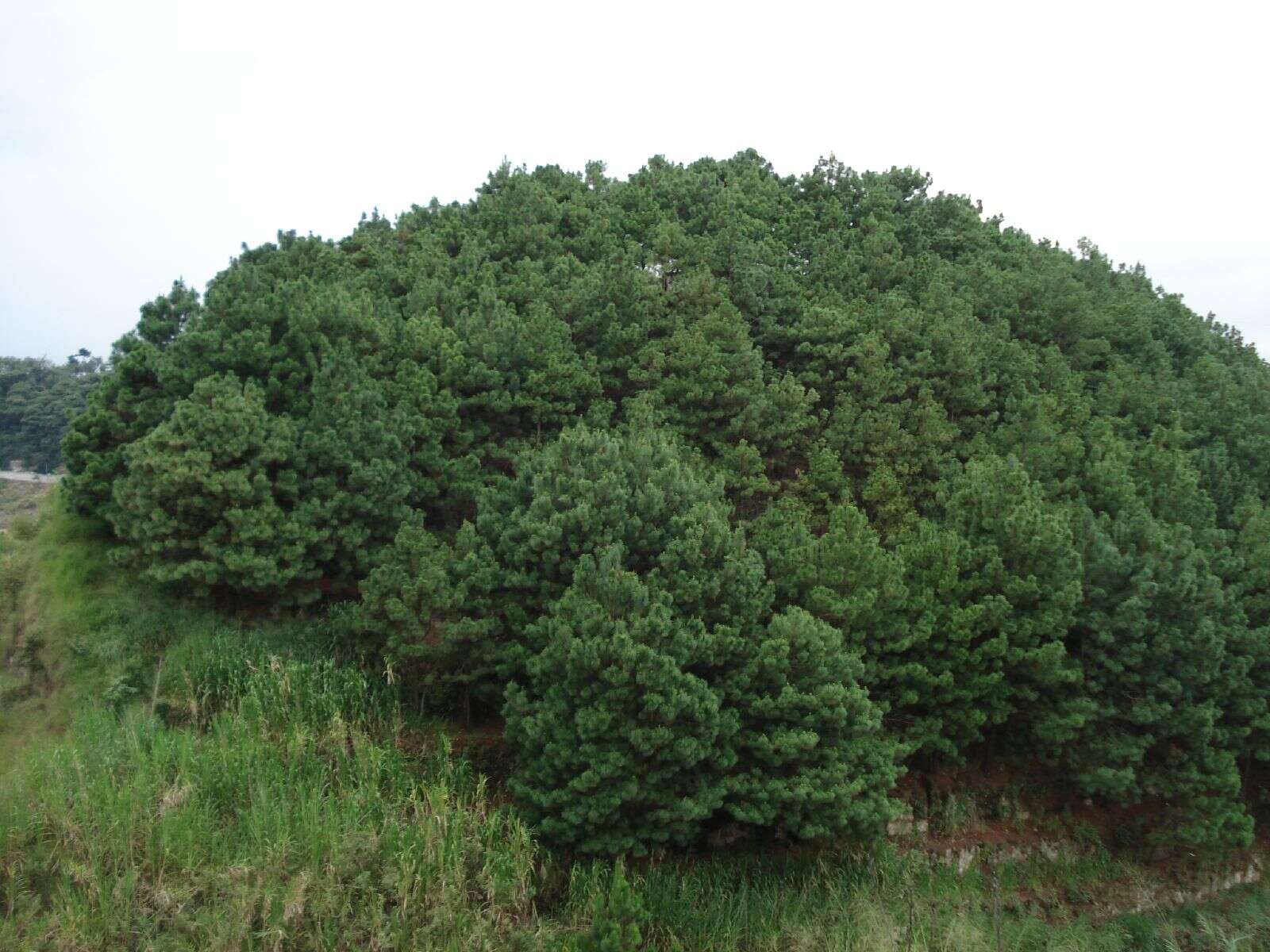 Image of Thin-leaf Pine