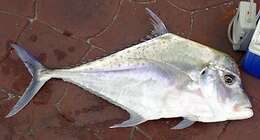 Image of Indian threadfish