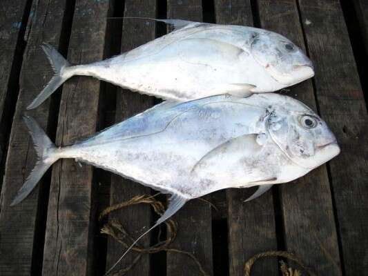 Image of African Pompano