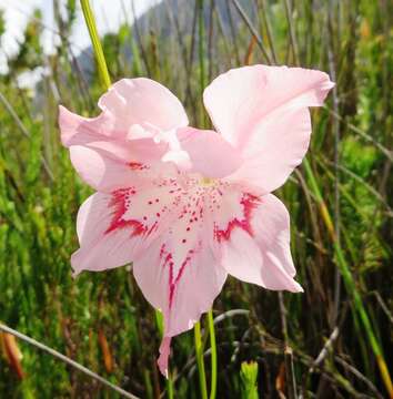 Image of Gladiolus virgatus Goldblatt & J. C. Manning