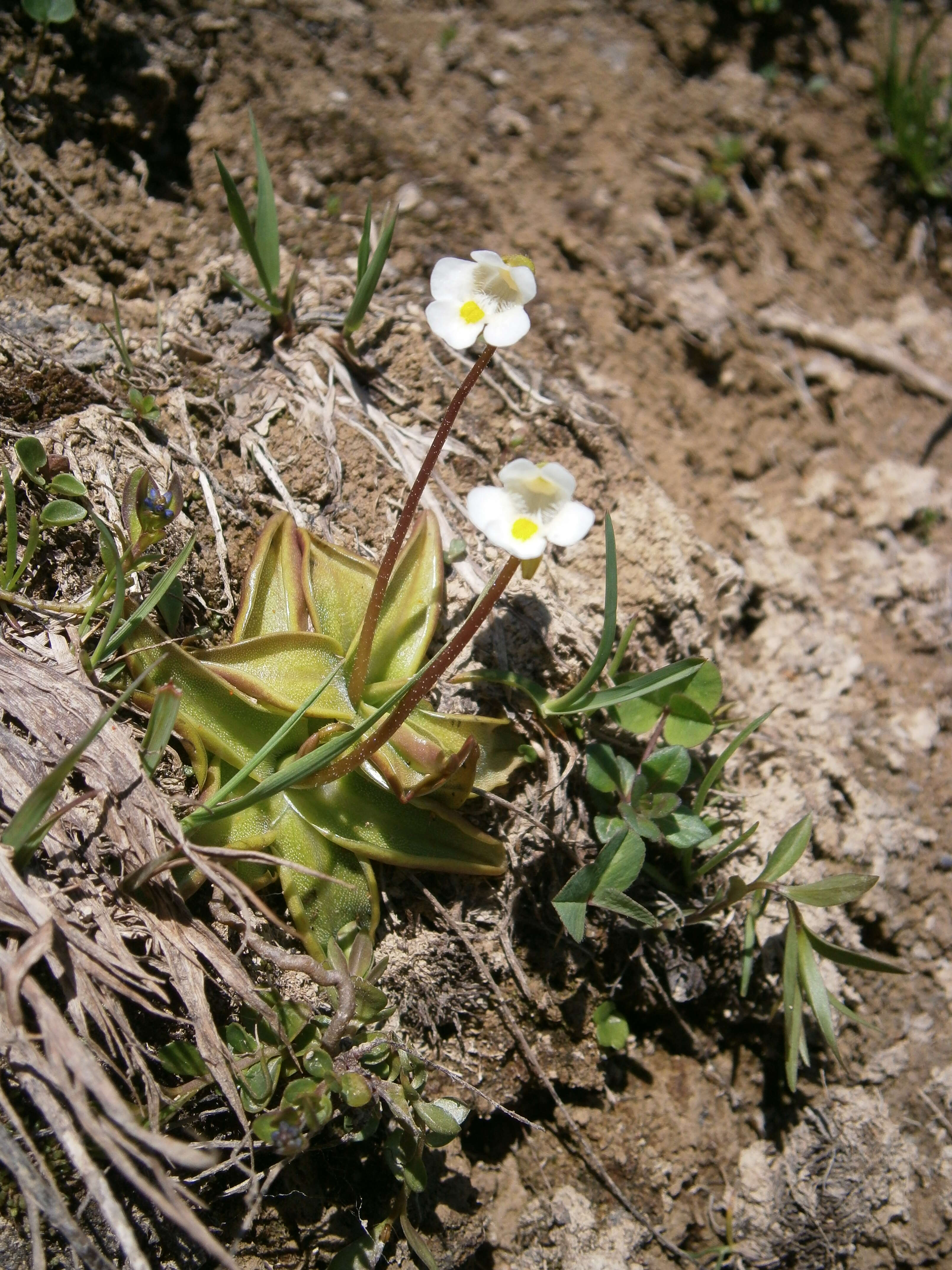 Image of Pinguicula alpina L.