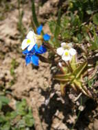 Image of Pinguicula alpina L.