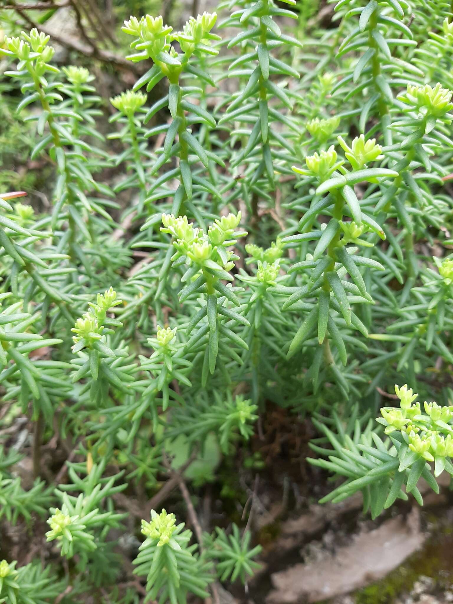 Image of Sedum griseum Praeger