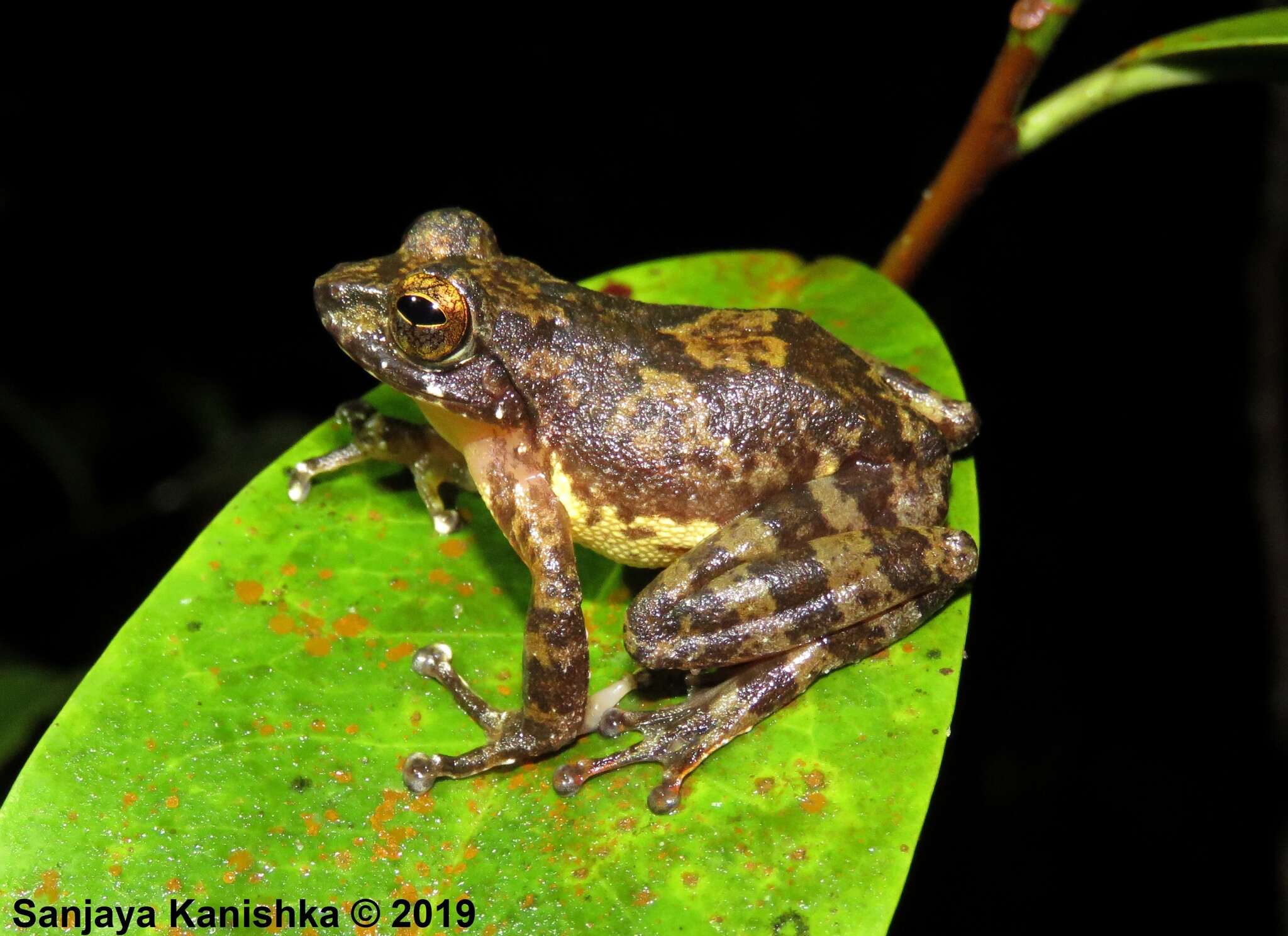 Image of Pseudophilautus sarasinorum (Müller 1887)