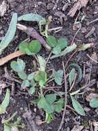 Image de Trifolium stoloniferum Muhl.