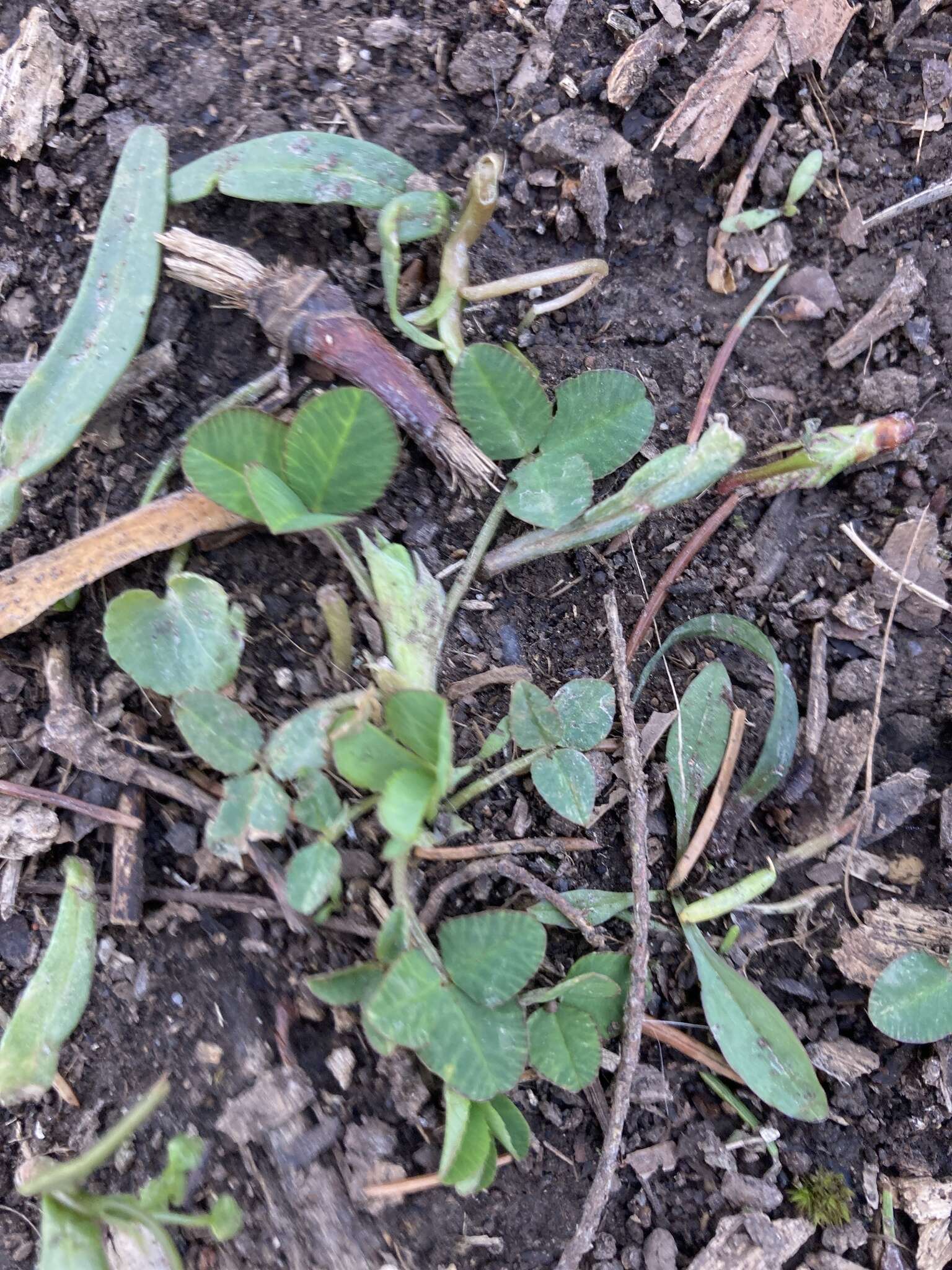 Image de Trifolium stoloniferum Muhl.