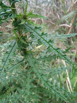 Imagem de Cirsium suzukii