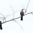 Image de Pigeon marron