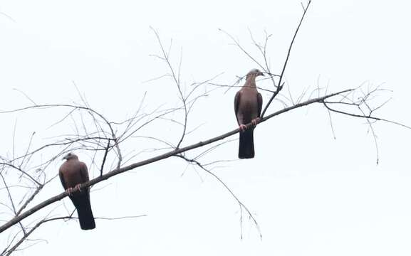 Image of Pale-capped Pigeon