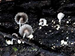 Coprinopsis coniophora (Romagn.) Redhead, Vilgalys & Moncalvo 2001 resmi