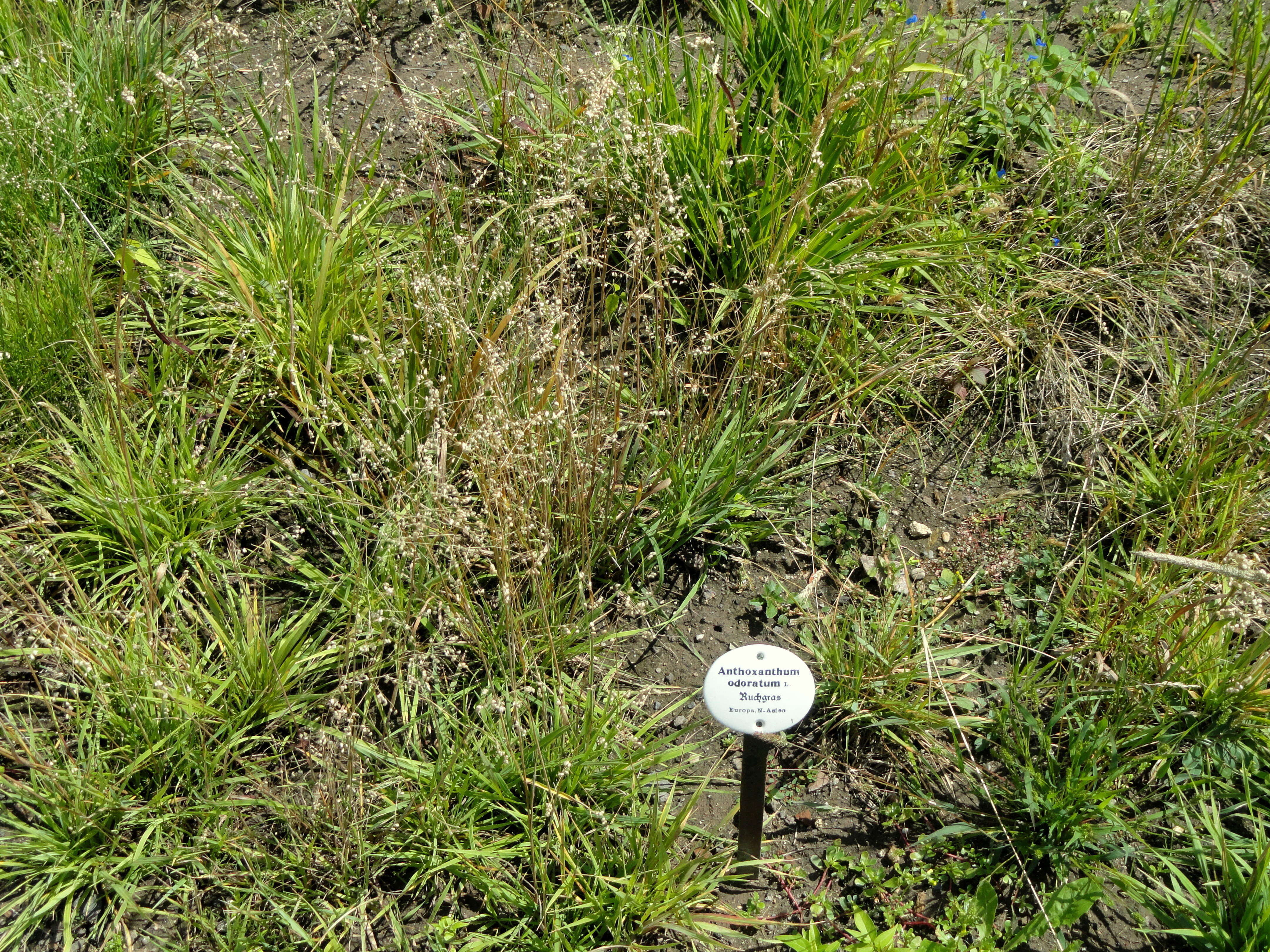 Image of Sweet vernal grass