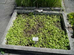 Image of Fool's-Watercress