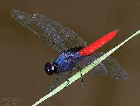 Image of Mexican Scarlet-tail