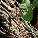 Image of Lebanon Lizard