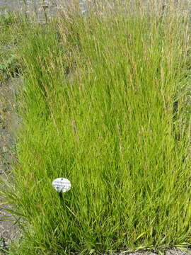 Image of heath false brome