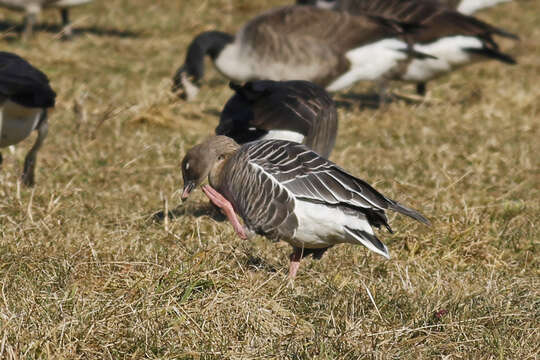 Imagem de Anser brachyrhynchus Baillon 1834