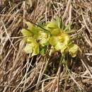 Image of Helleborus bocconei subsp. siculus (Schiffner) Merxm. & Podl.