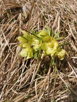 Image of Helleborus bocconei Ten.