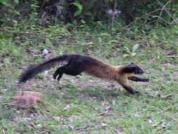 Image of Yellow-throated Marten