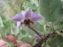 Image of Solanum tomentosum var. tomentosum