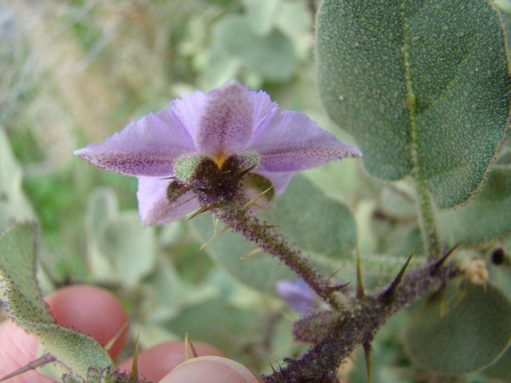 Image of Solanum tomentosum var. tomentosum