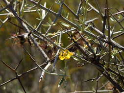Image of Tricomaria usillo Hook. & Arn.