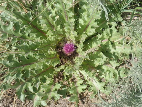 Image of Cirsium scariosum var. congdonii (R. J. Moore & Frankton) D. J. Keil