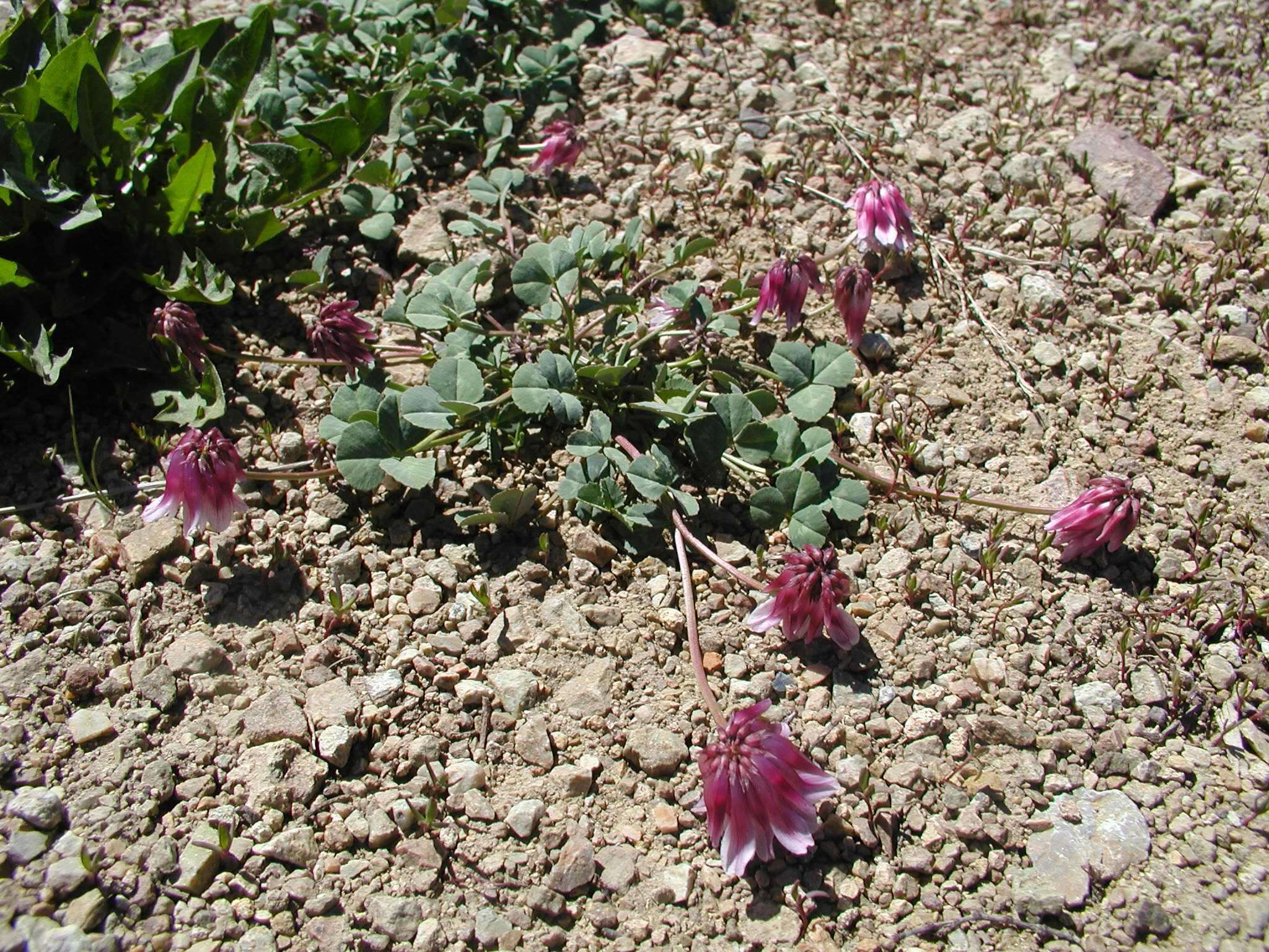 Plancia ëd Trifolium kingii subsp. rollinsii (J. M. Gillett) D. Heller