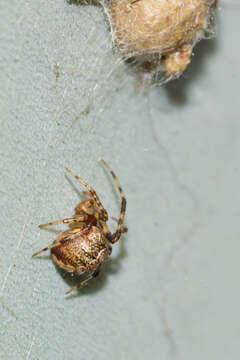 Image of Theridion melanurum Hahn 1831