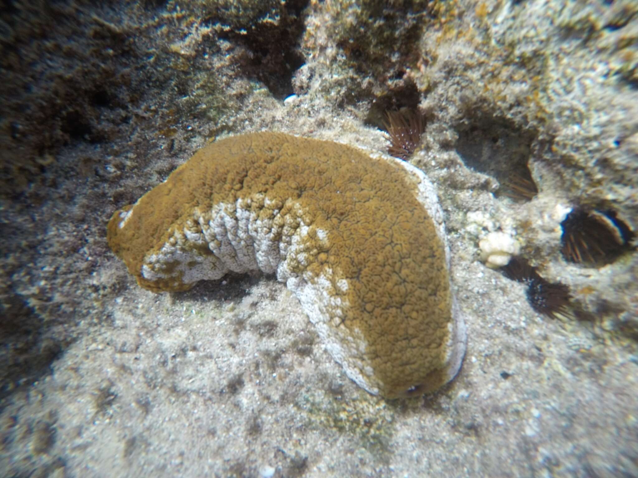 Image de Actinopyga mauritiana (Quoy & Gaimard 1834)