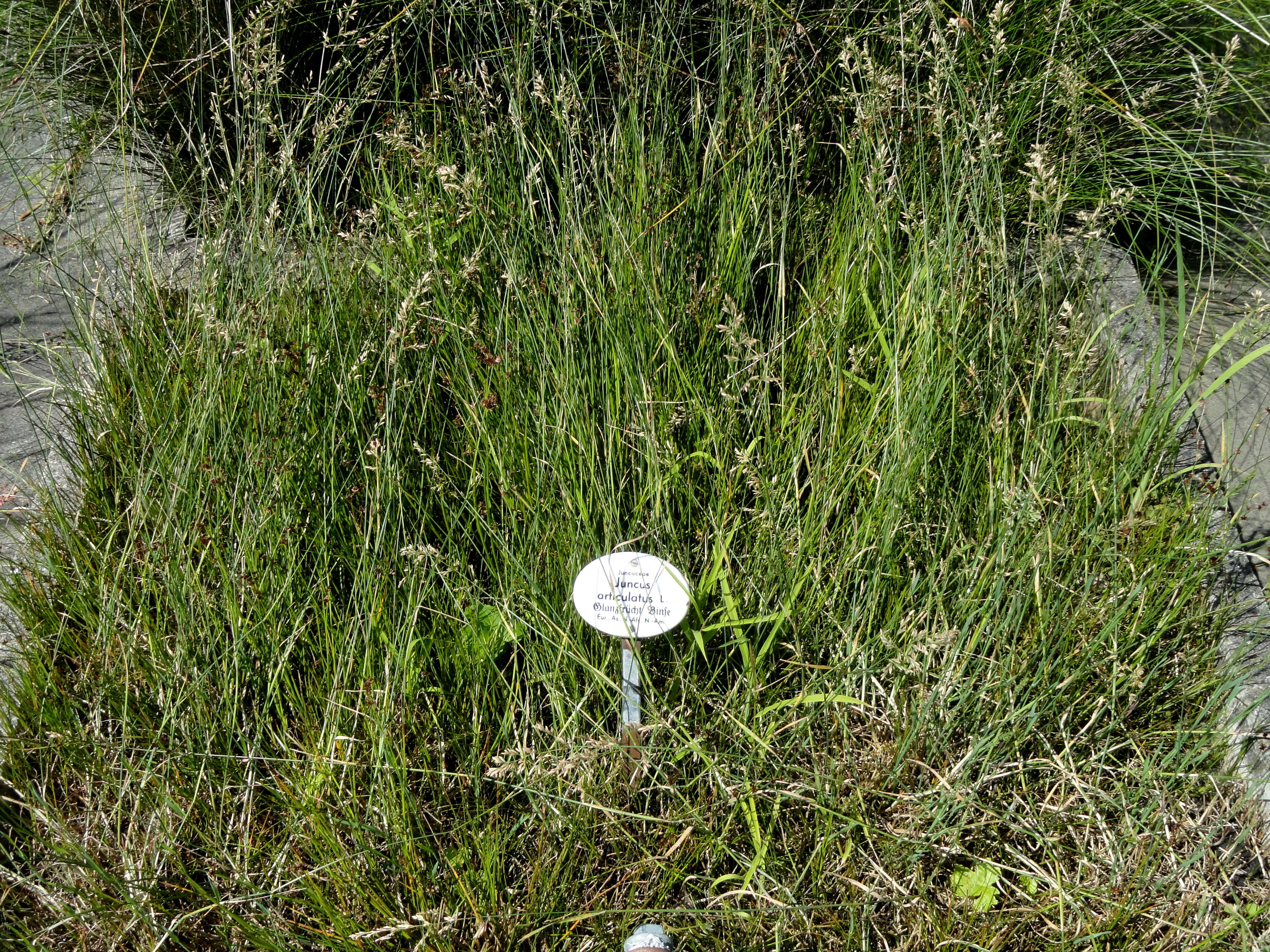 Juncus articulatus L. resmi