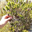 Image of Erica abietina subsp. diabolis E. G. H. Oliv. & I. M. Oliv.