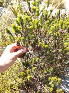 Image of Erica abietina subsp. diabolis E. G. H. Oliv. & I. M. Oliv.