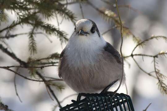 Image of Perisoreus canadensis canadensis (Linnaeus 1766)