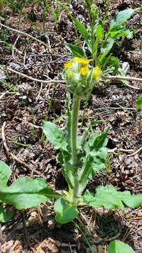 Imagem de Senecio integerrimus var. major (A. Gray) Cronq.