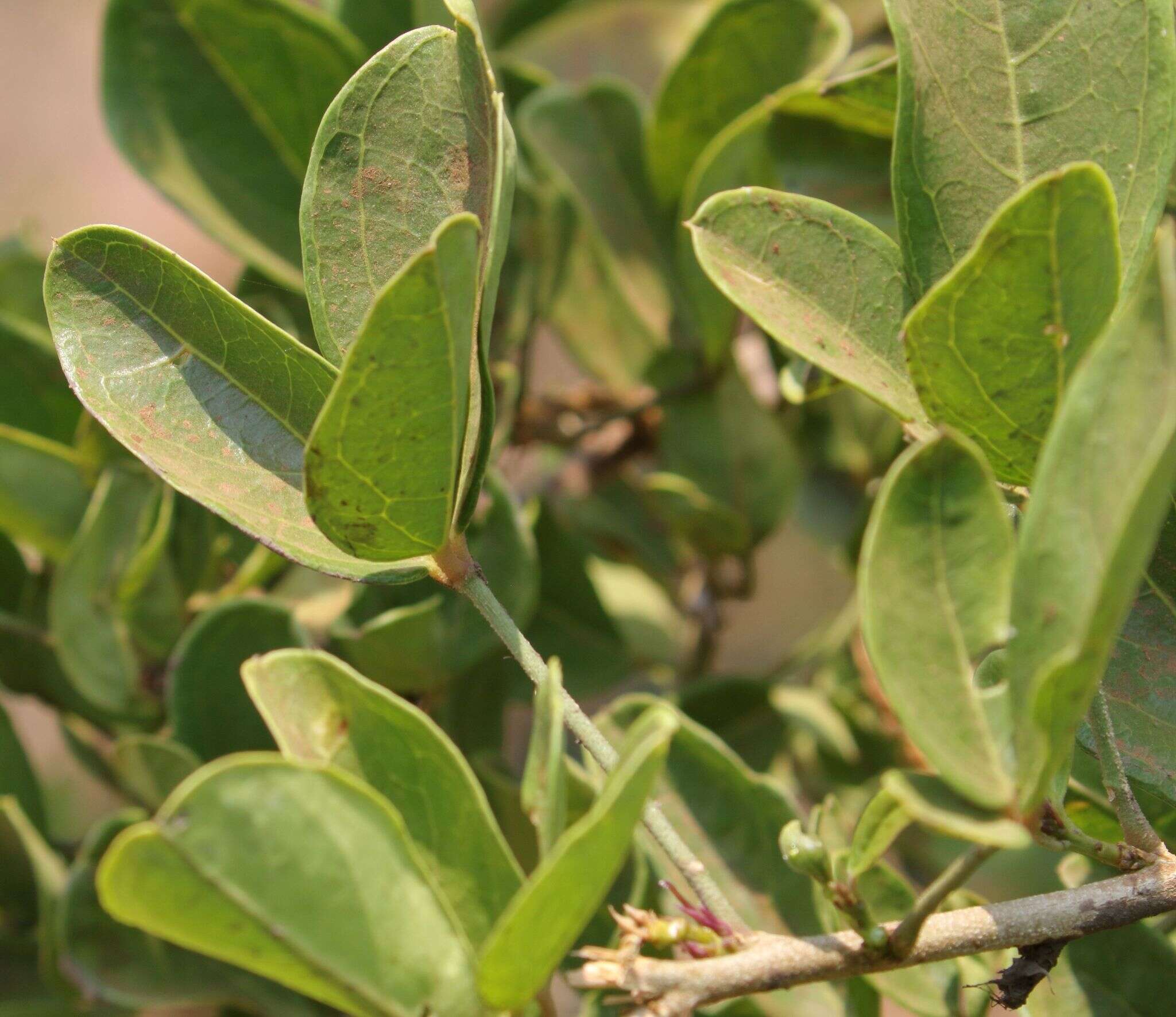 Image of Cucumber-bush