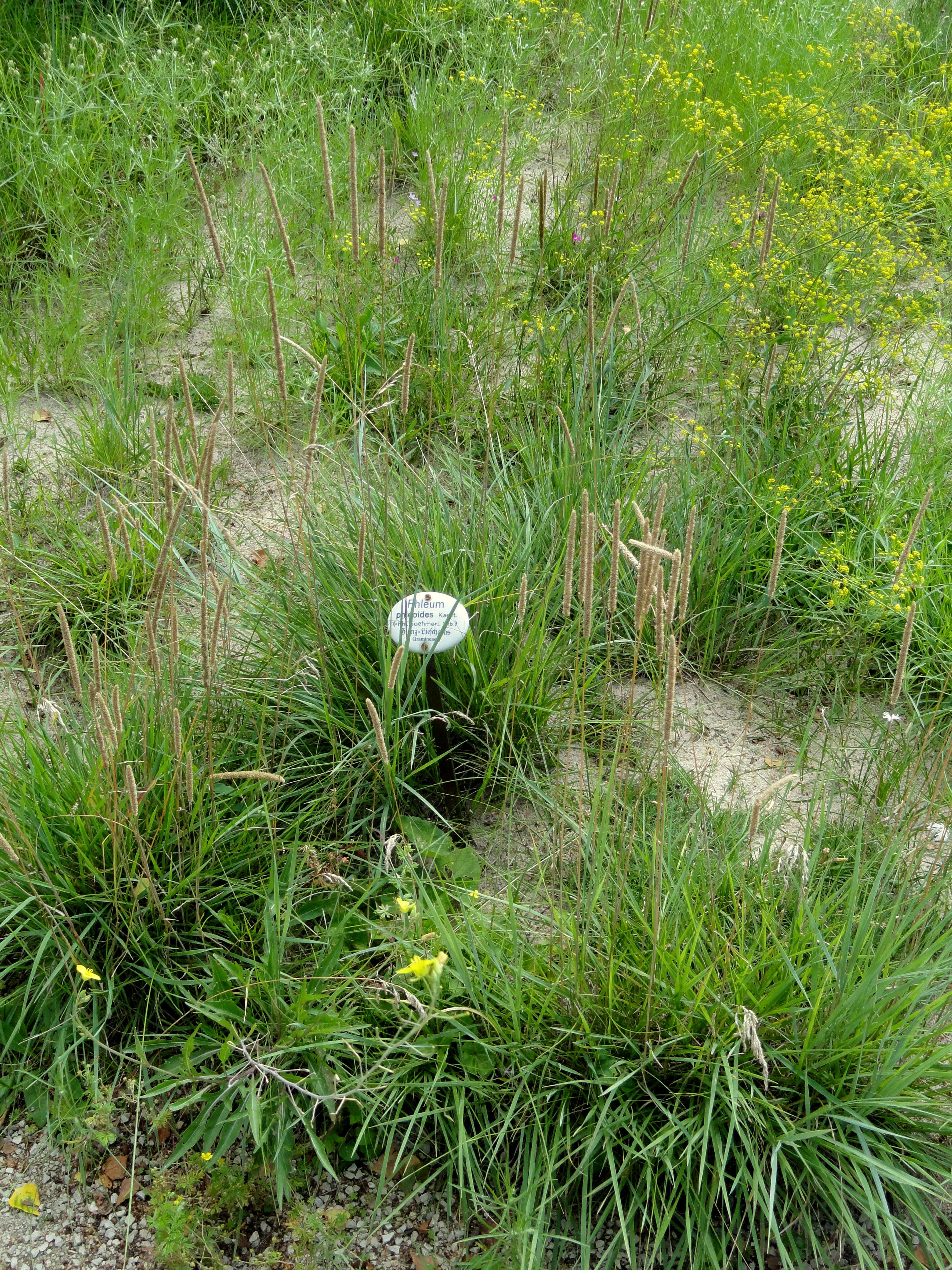 Image of Boehmer's cat's-tail