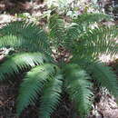 Image of alpine woodfern