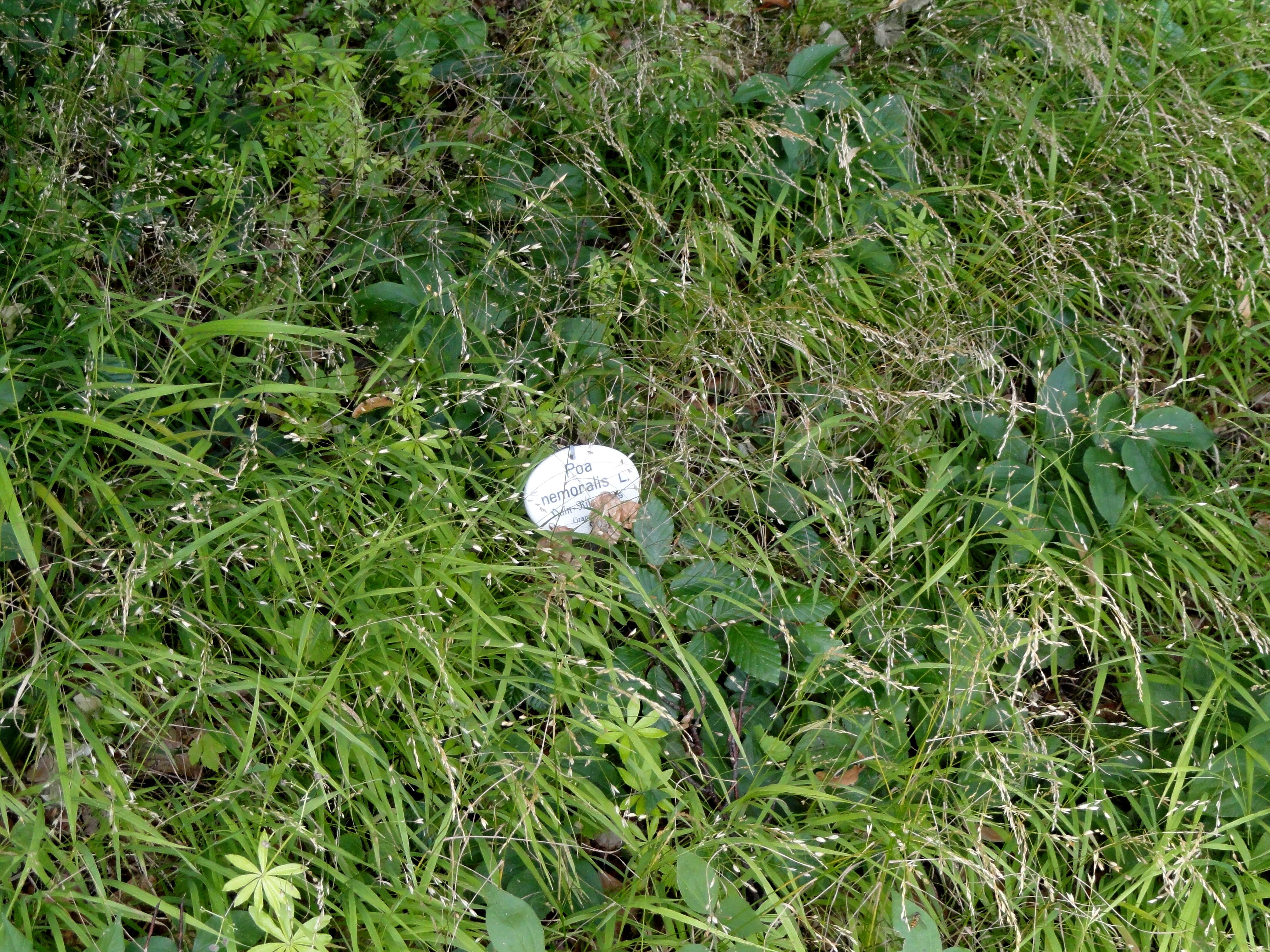 Image of wood bluegrass