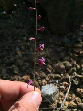 Слика од Streptanthus glandulosus subsp. hoffmanii (Kruckeberg) M. Mayer & D. W. Taylor