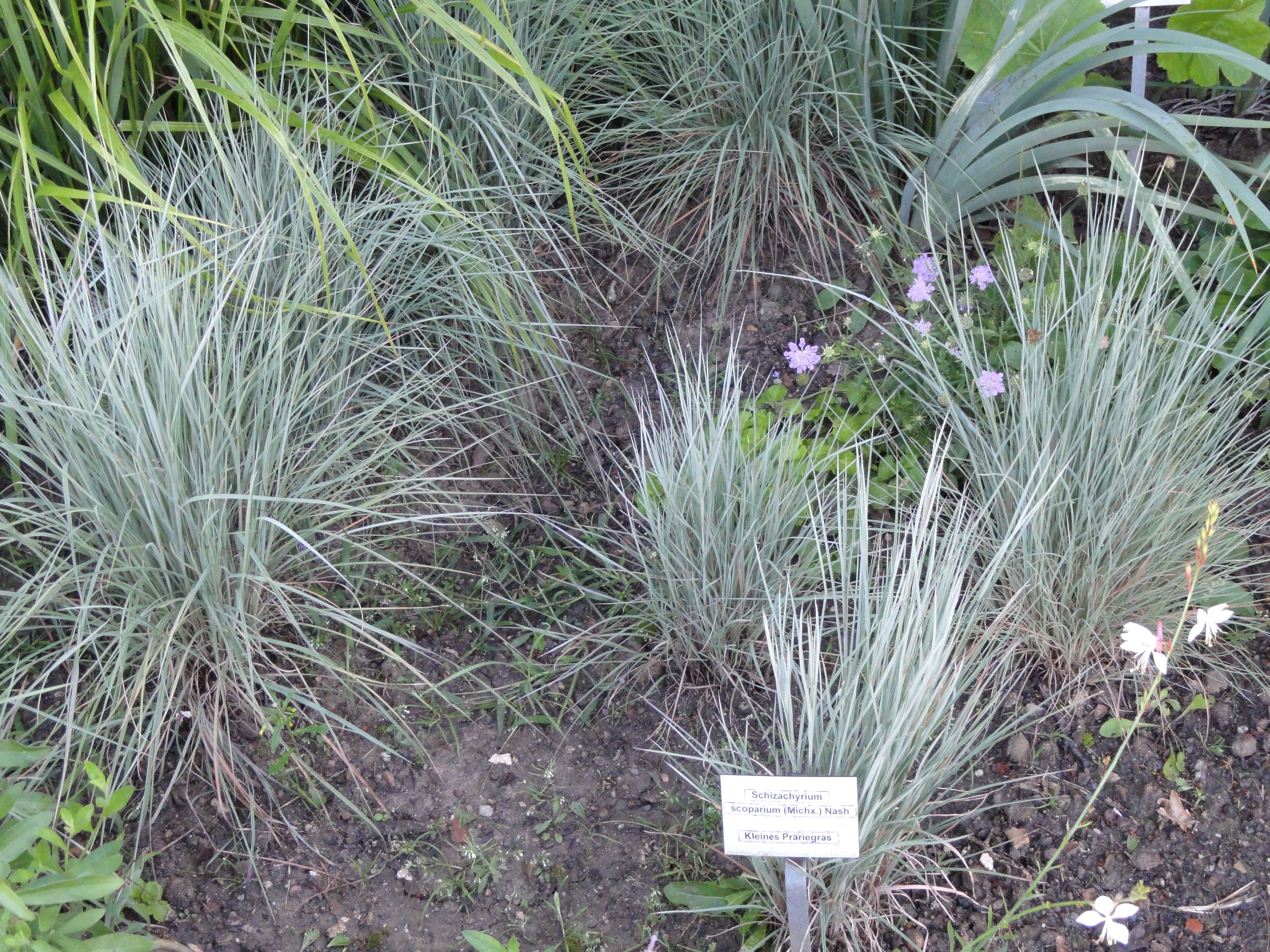 Image de Schizachyrium scoparium (Michx.) Nash